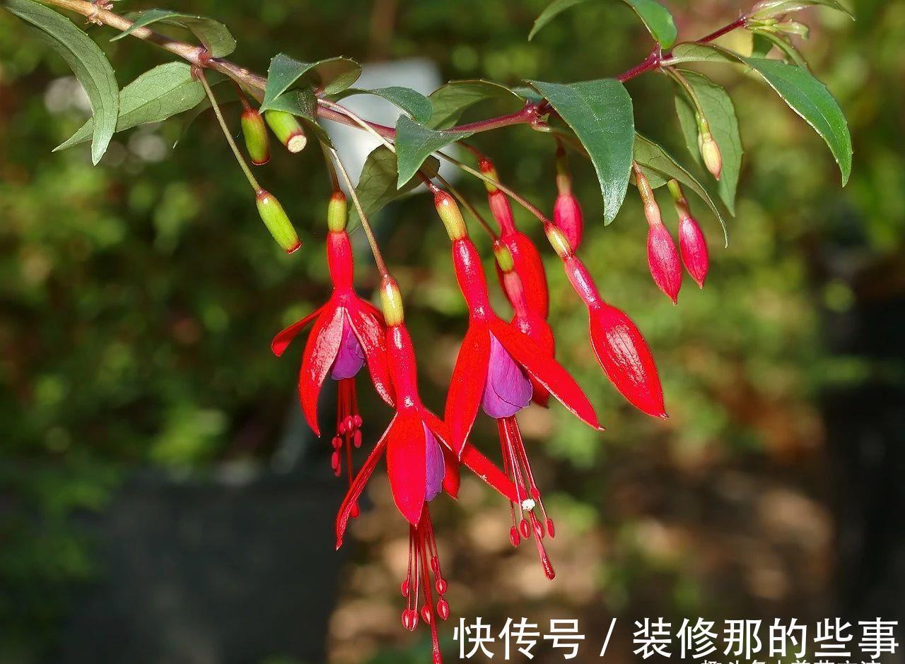 倒挂金钟|刚买的倒挂金钟盆栽如何服盆,怎么才能让它安全度夏?