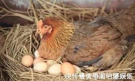 上联$老师一上联:“母鸡下蛋,‘谷多谷多'只有一个”,下联太经典了