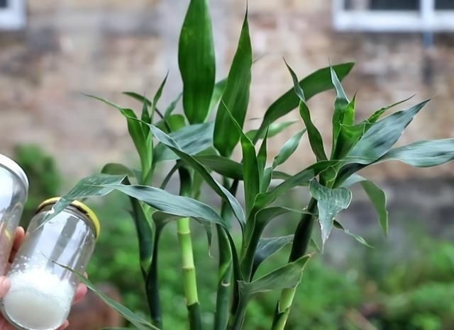 花肥不用多，一种就足够，花不了几块钱，养啥花旺啥花