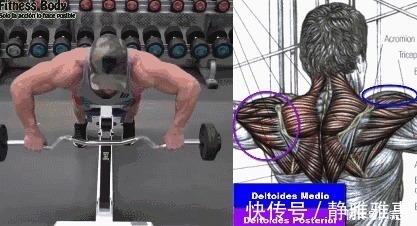 训练|想要拥有南瓜肩,就不能忽略了三角肌后束的训练,你应该这样练