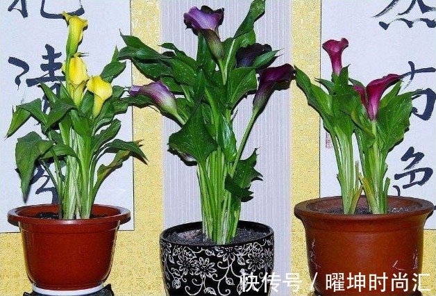 养护|4种花有毒,白送都别要,里有小孩养花要慎重