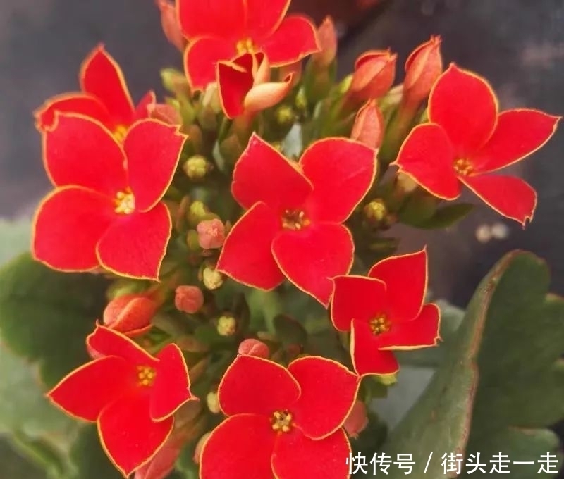 45种长寿花,个个都美爆了,你家养了多少种?