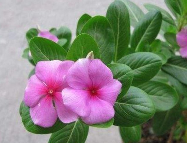 土壤|养花土壤选择很关键，以下2种土养花，比鸡蛋壳管用，值得试试看