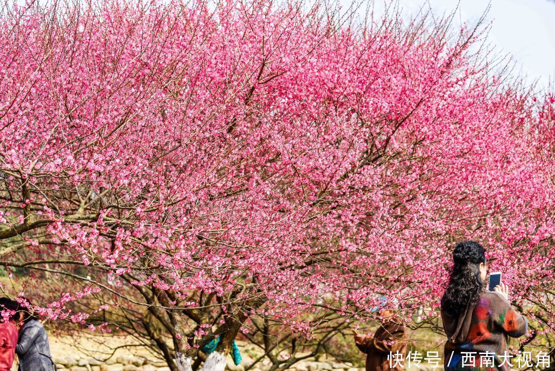 大年初一，秀丽东方风景如画、游人如织 再次提醒大家，请一定要提前一天转发和预约哦