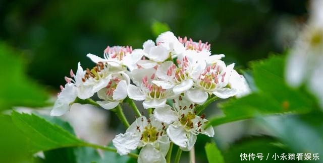 空地别闲着了！这几种树再穷也要栽一棵，果子比蜜甜，好养活