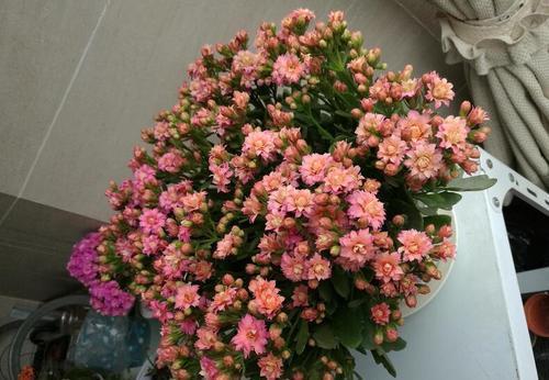 老花匠的养花技巧,开春做好3件事,长寿花长成“棒棒糖”!