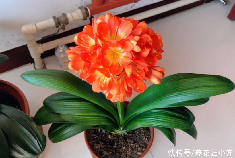 叶片|一年之计在于春,养君子兰做好5个关键,才能让它多长叶