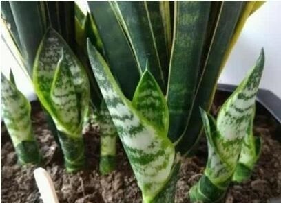 养金钱树、虎皮兰“抓重点”，每月喂点“出芽肥”，1次冒出5个芽