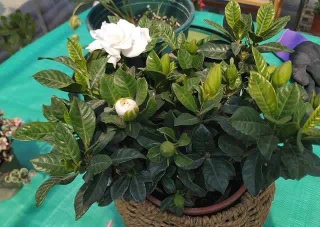 花卉|4种“陷阱”花,不适合新手,花店遇到要避开,别白花买花钱