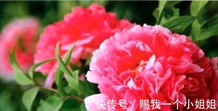 阳台养上几种花,四季有花开,花香四溢飘满屋,美