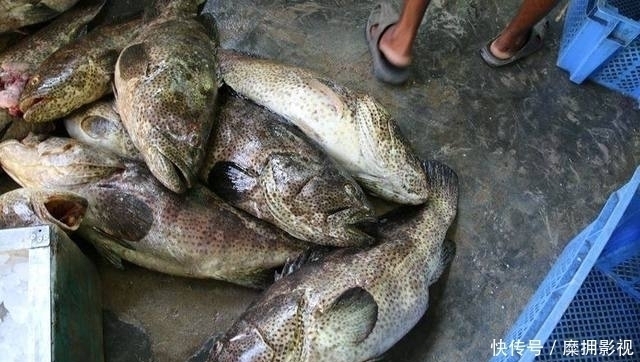 诱饵笼|放长线沉底钓的装备和钓组结构,爱钓大鱼的你别错过