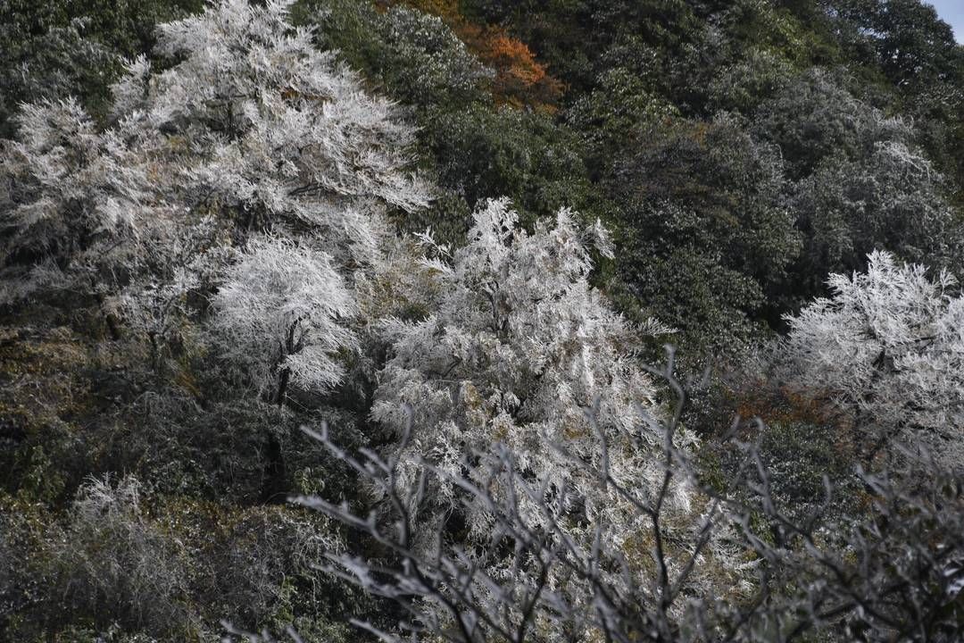 黄荆|美出新境界 四川古蔺黄荆老林立冬雪后现雾凇奇观