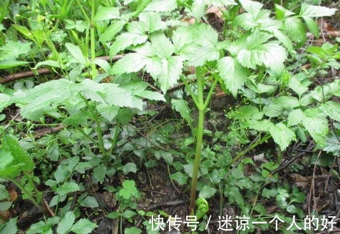 世界上最危险的植物，潜伏在我们身边的致命植物