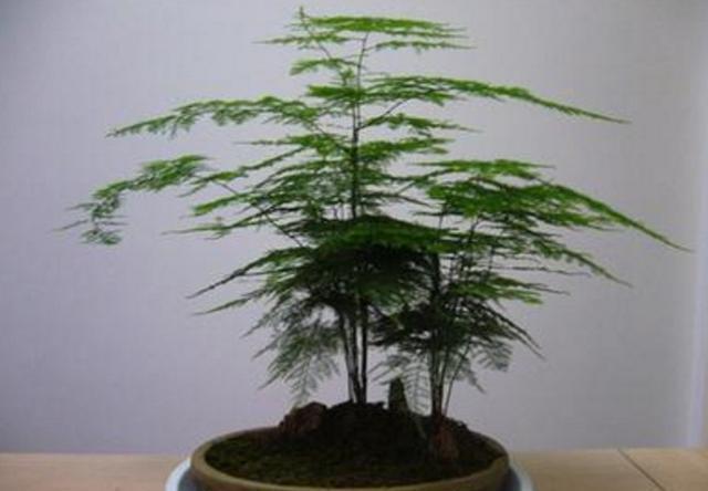 养殖|家庭养殖文竹只要做到此4点,新手也可以养的很茂盛