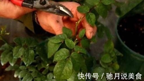 立冬养花要“狠心”,这四种花齐唰唰剪一刀,帮助冬眠,安全越冬