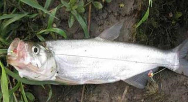 狂拉翘嘴的几种好方法，翘嘴大小不同，钓法完全不同