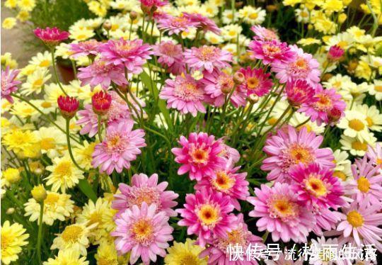 养花试试此4种,一次开花300朵,家里变成花园