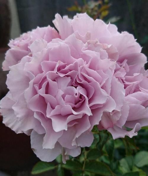 花苞|这个花一开就是300天，一笋能长20个花苞，种一棵四季有花赏！