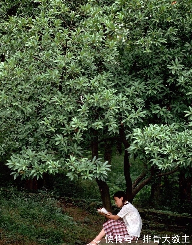 景区|浙江杭州1981年，彼时的城市街景与景区游人