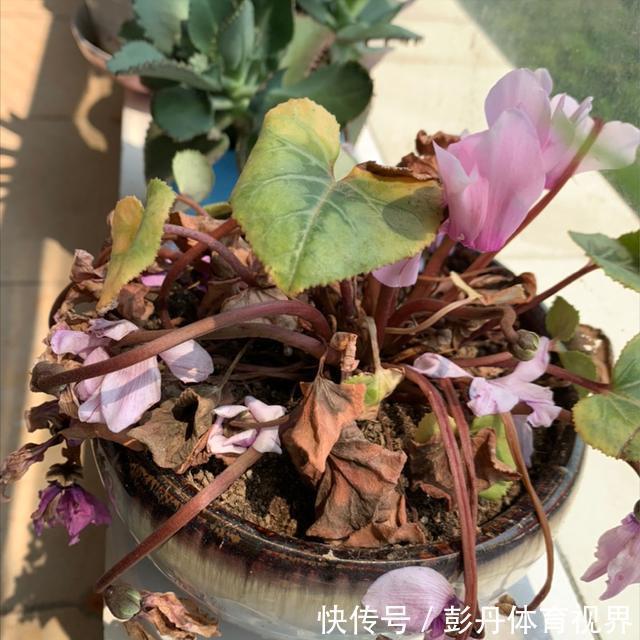 室内养花“别乱放”,5个地方不适合,养一盆枯一盆