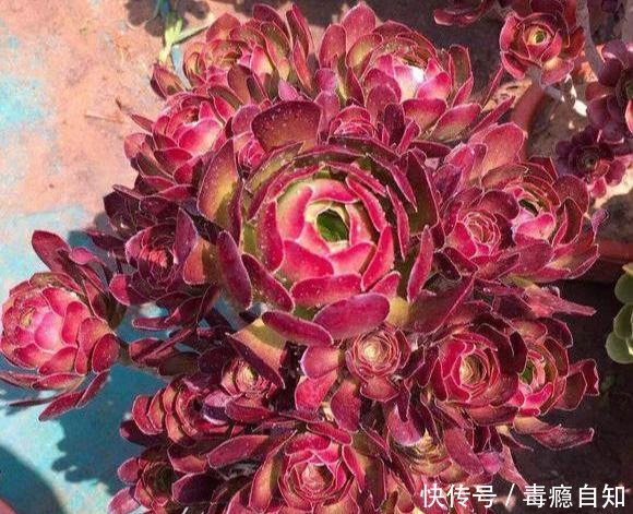 多肉法师,四季浇水不同,养出“美态”大魔头,人见人爱!