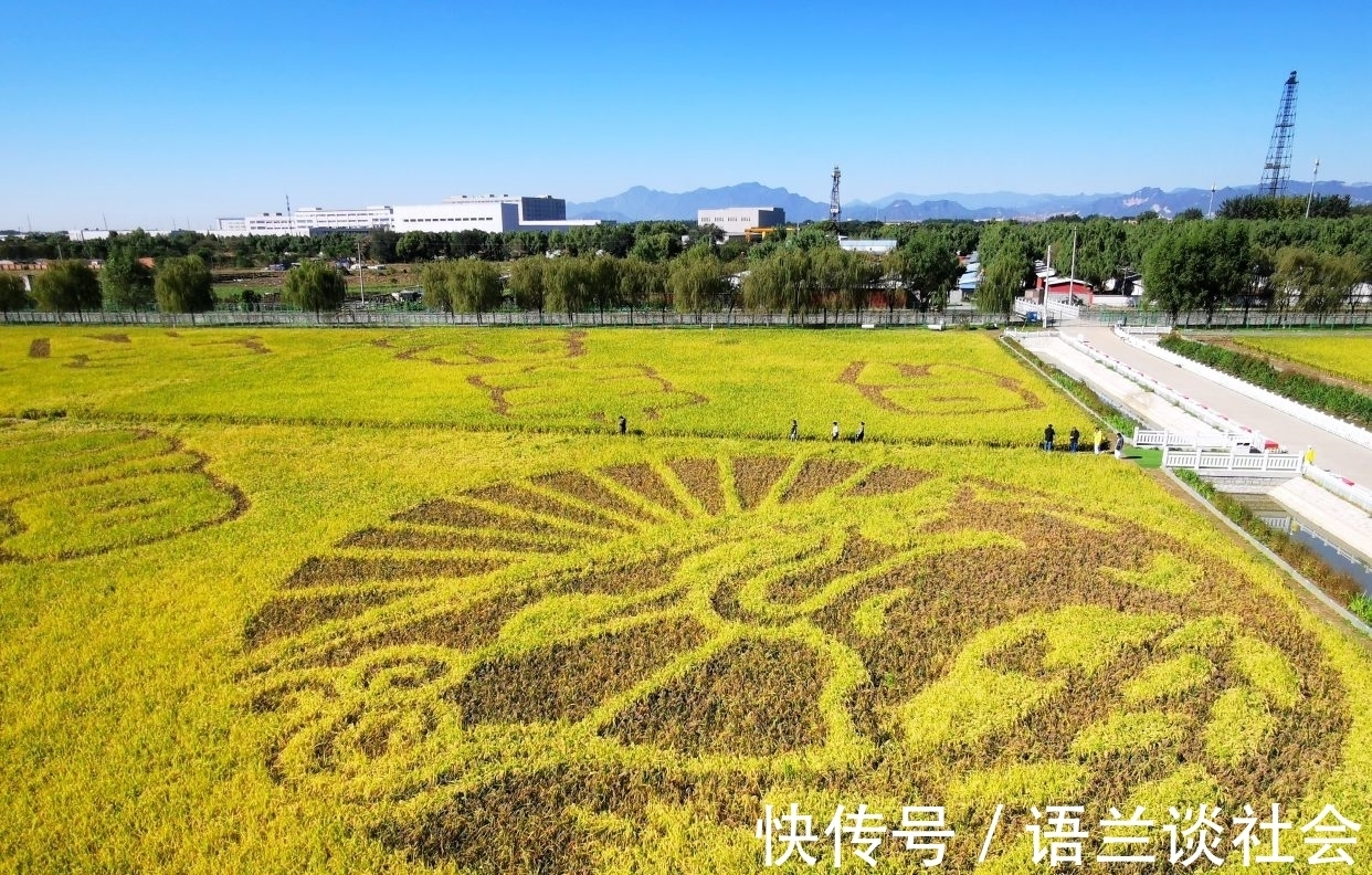 丰台区融媒体中心|广而告之，惊艳京西的佃起村稻田画将于半月后消失