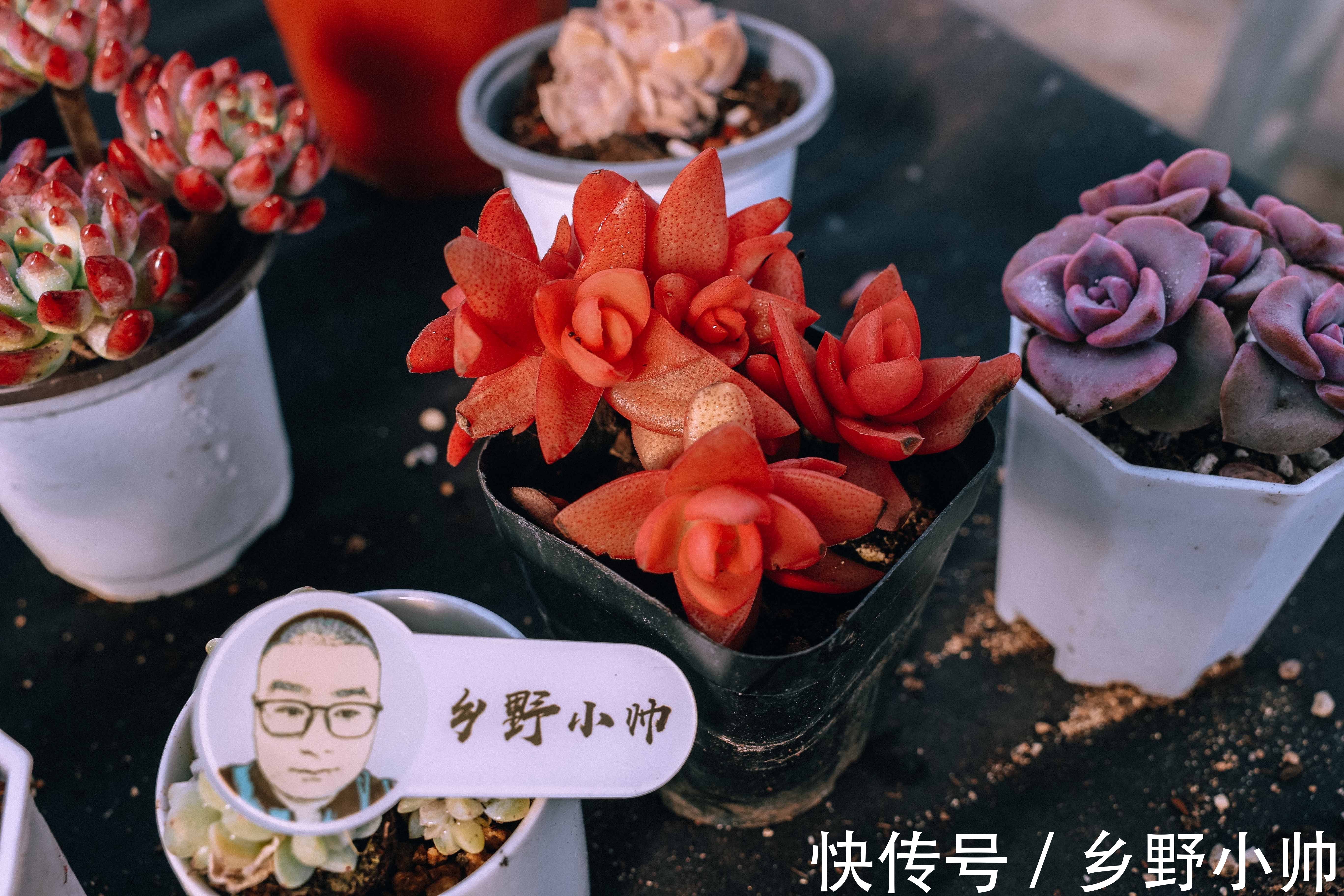 冬天买回家的多肉怎么处理?做好2个准备,做对3个步骤