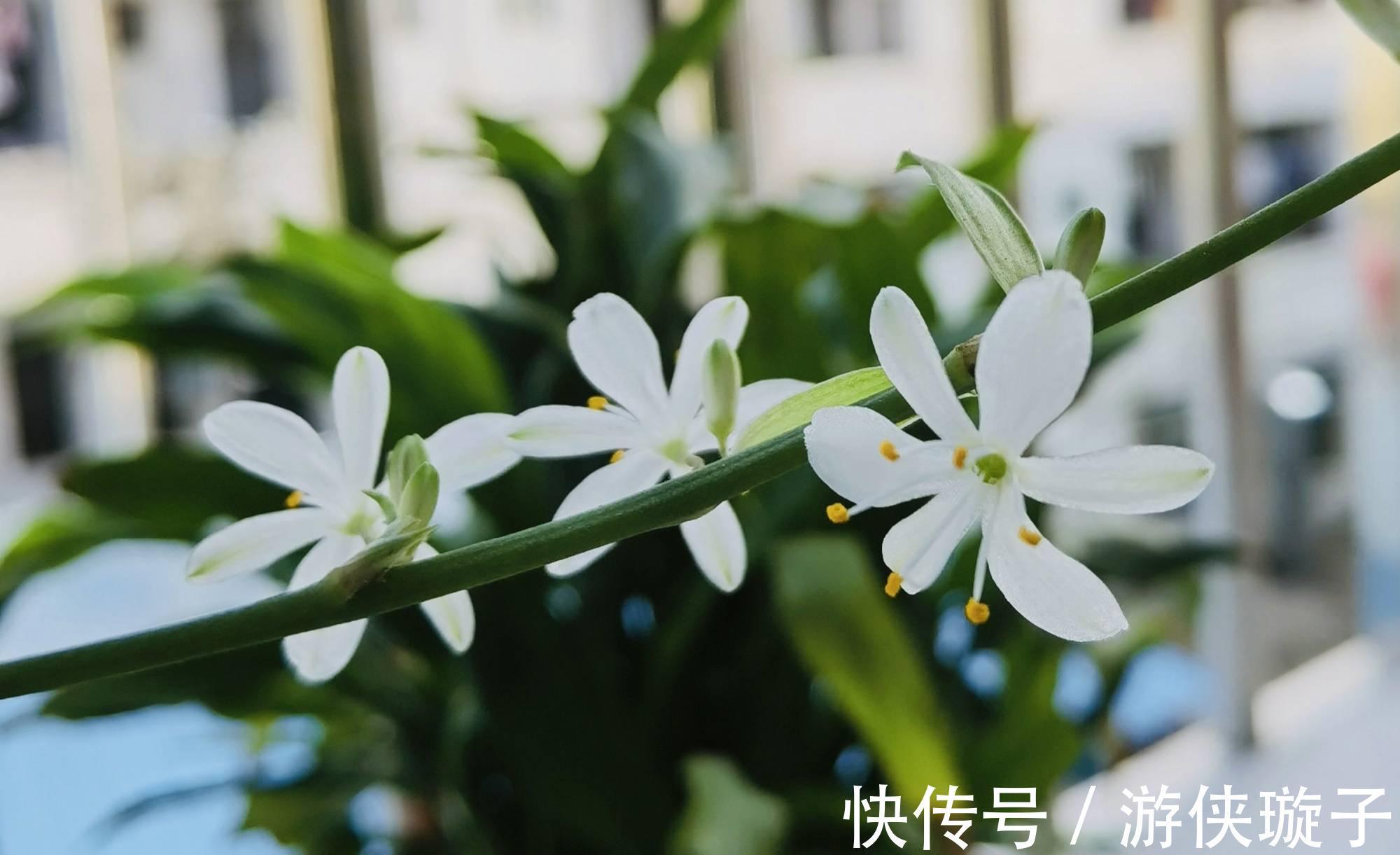 冬季|吊兰的冬季养护,有2点要注意,叶更绿更多更美观、郁郁葱葱