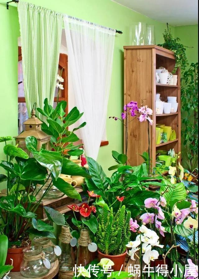 别人养在家里的植物不用怎么管理就长得很好,你的还是个小盆栽?
