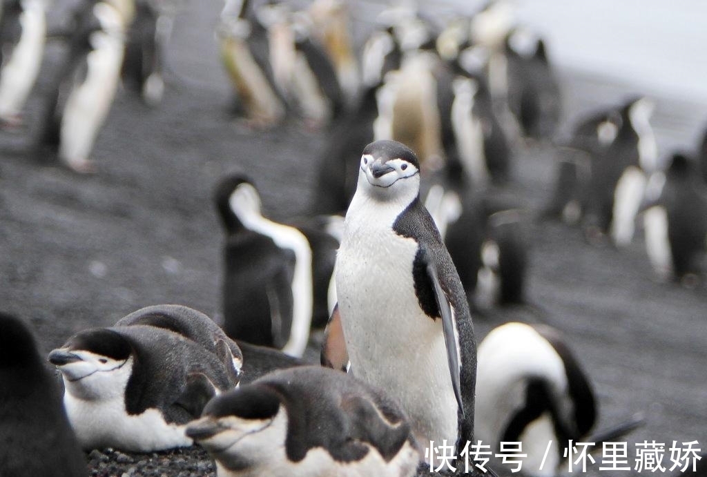 南极大陆|一生必去的南极，长期与世隔绝美景感人，游客：15万旅费花得值！