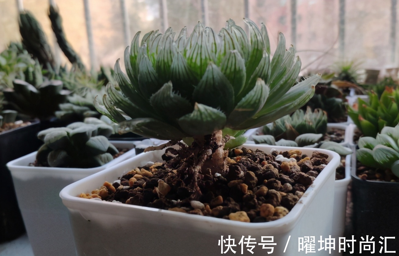 漂亮的多肉玉露是怎么养出来的？春天把握住这几点，叶片晶莹剔透