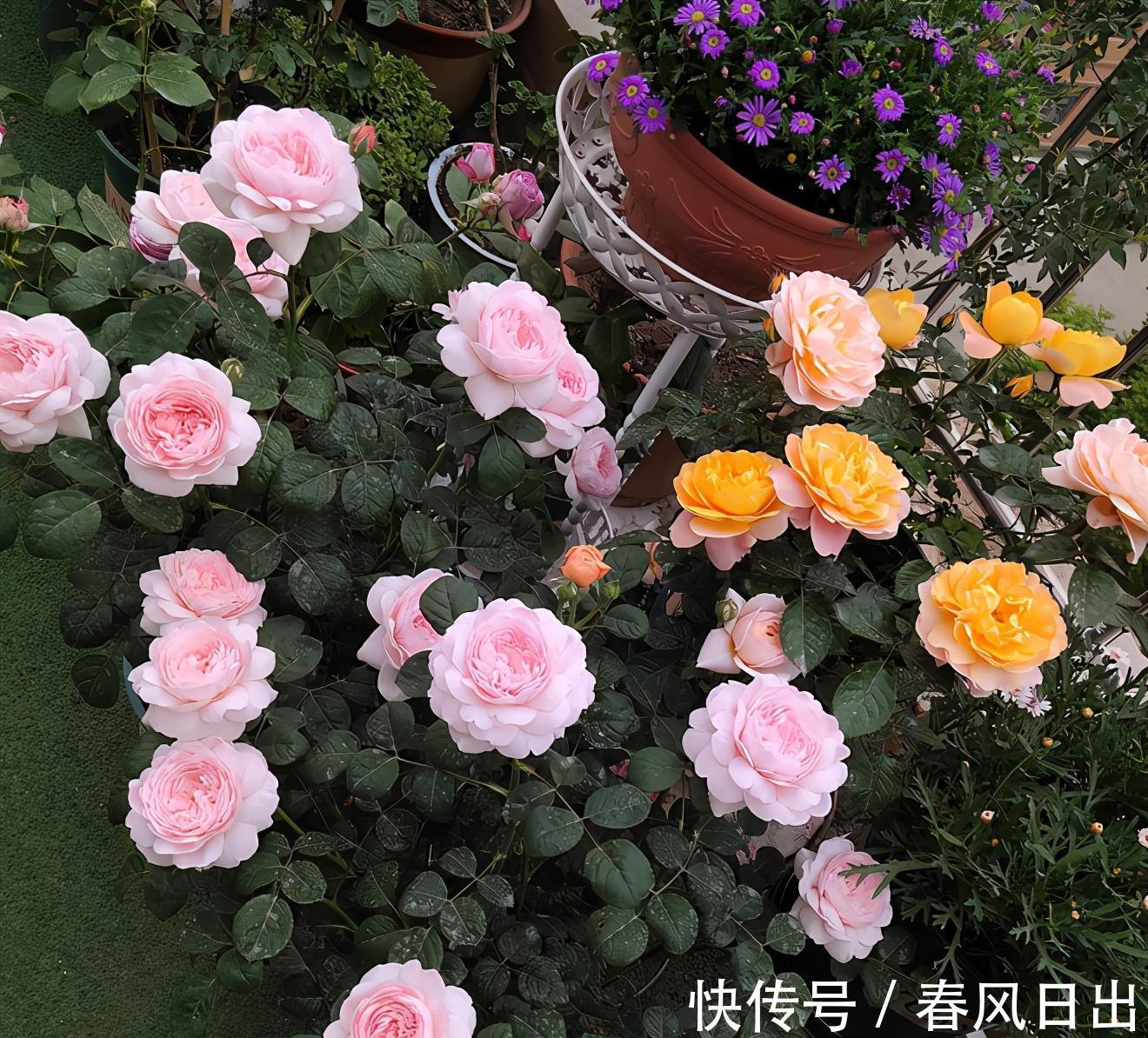 秋天|八月养月季,两个月后花量翻倍