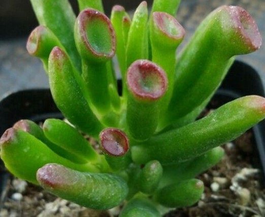 多肉植物|观赏价值高又好养的盆栽多肉植物,太阳一晒就变颜色!