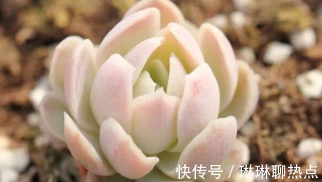 蓝豆|6种越晒越香的多肉植物！