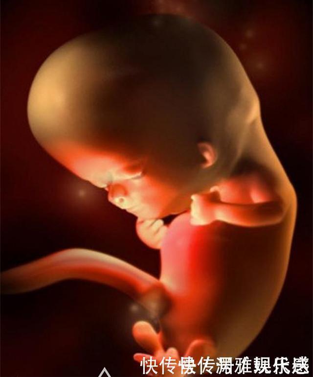 过程|10月胎儿形成全过程,8张图带你了解真相,感受生命的奇迹