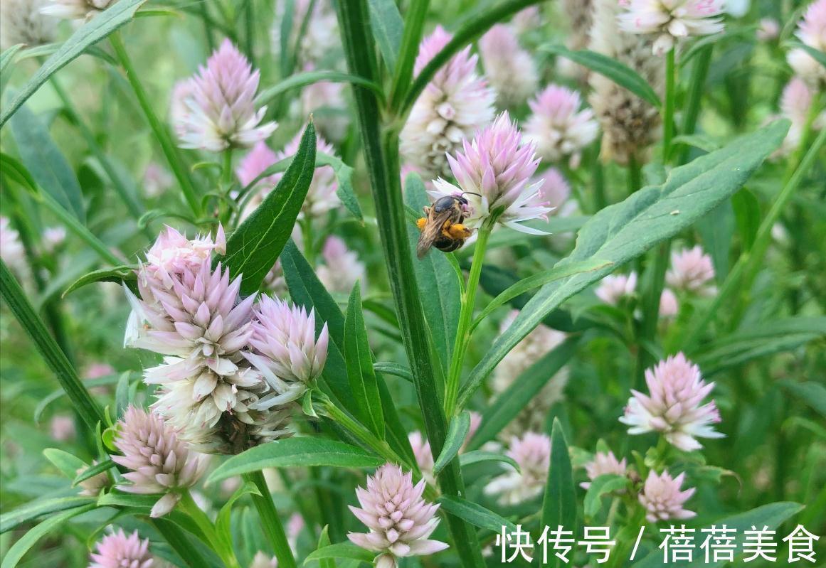 农田常见杂草青葙,都有什么用知道吗?了解完才知道它是个“宝”