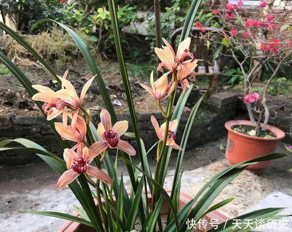 养兰花,牢记一个字,开花够豪气