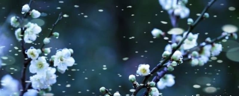 早春#宋朝一位二流的诗人,却写下一流的咏梅诗,通篇充满了诗情画意!