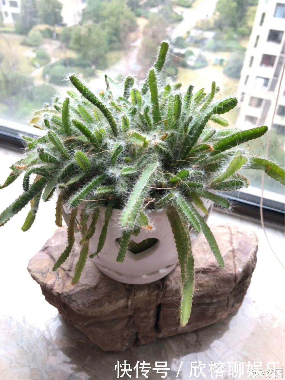 花花|大粗杆插土里，7天生根，当年结果压弯枝，不用买水果了！