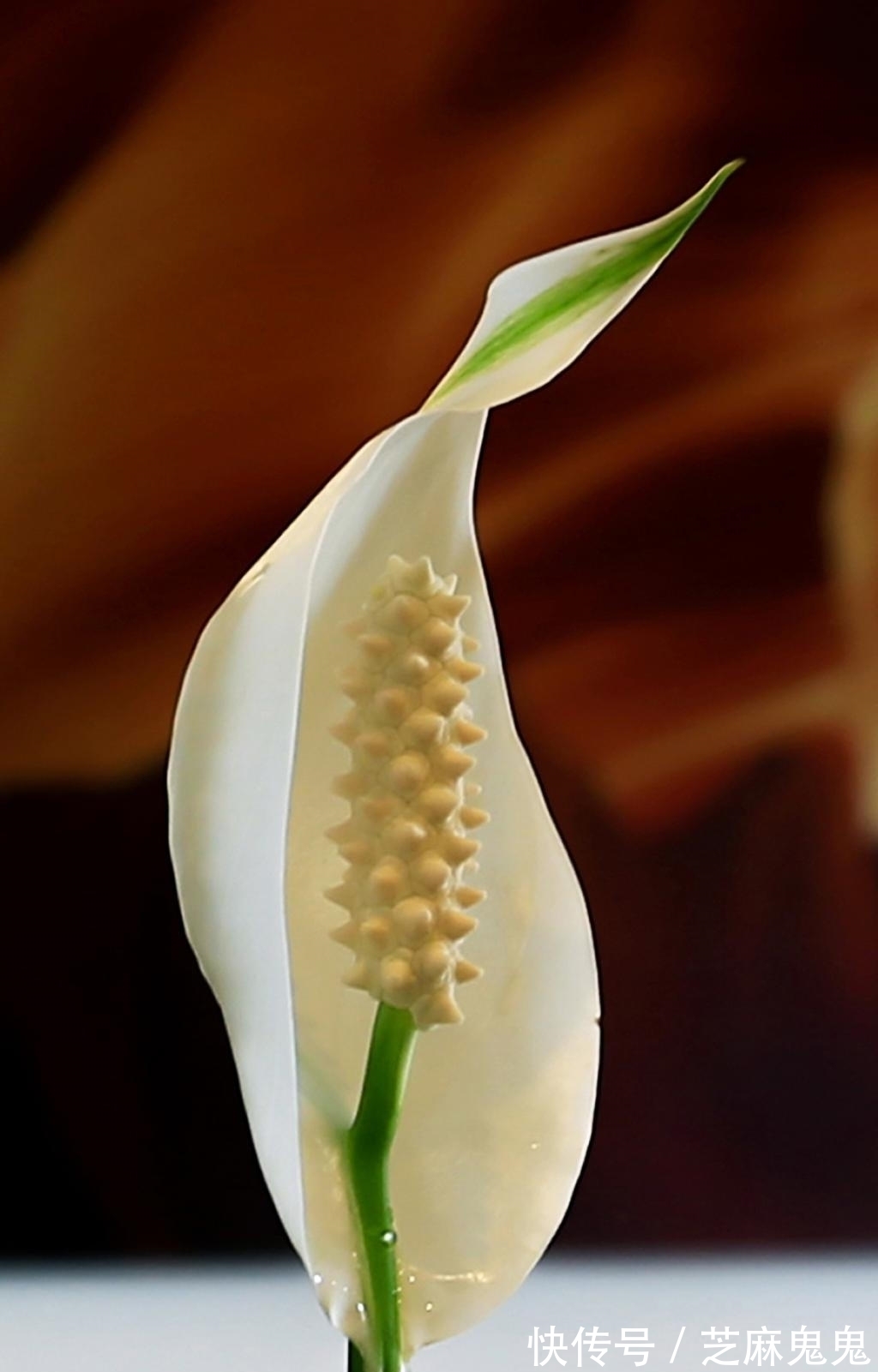 养花小知识,白掌篇