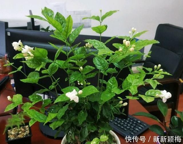 6种花不能长太高，长高就得剪，因为越矮开花越多，越矮越漂亮