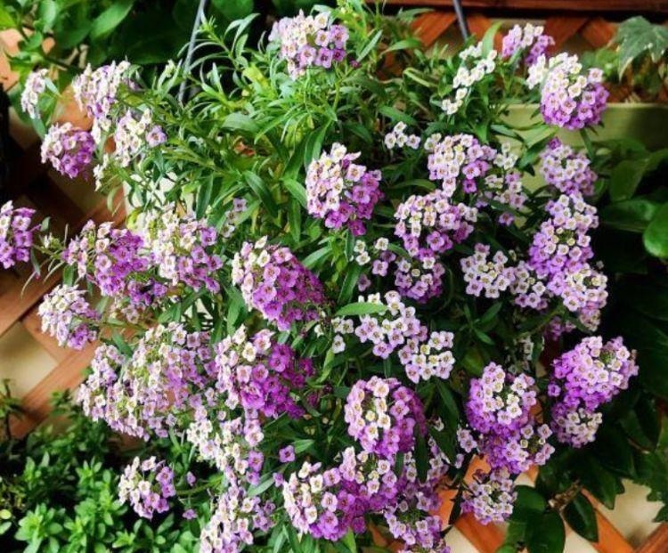 家养这些植物,阳台开出花海,个个好养、开爆盆,养成瀑布