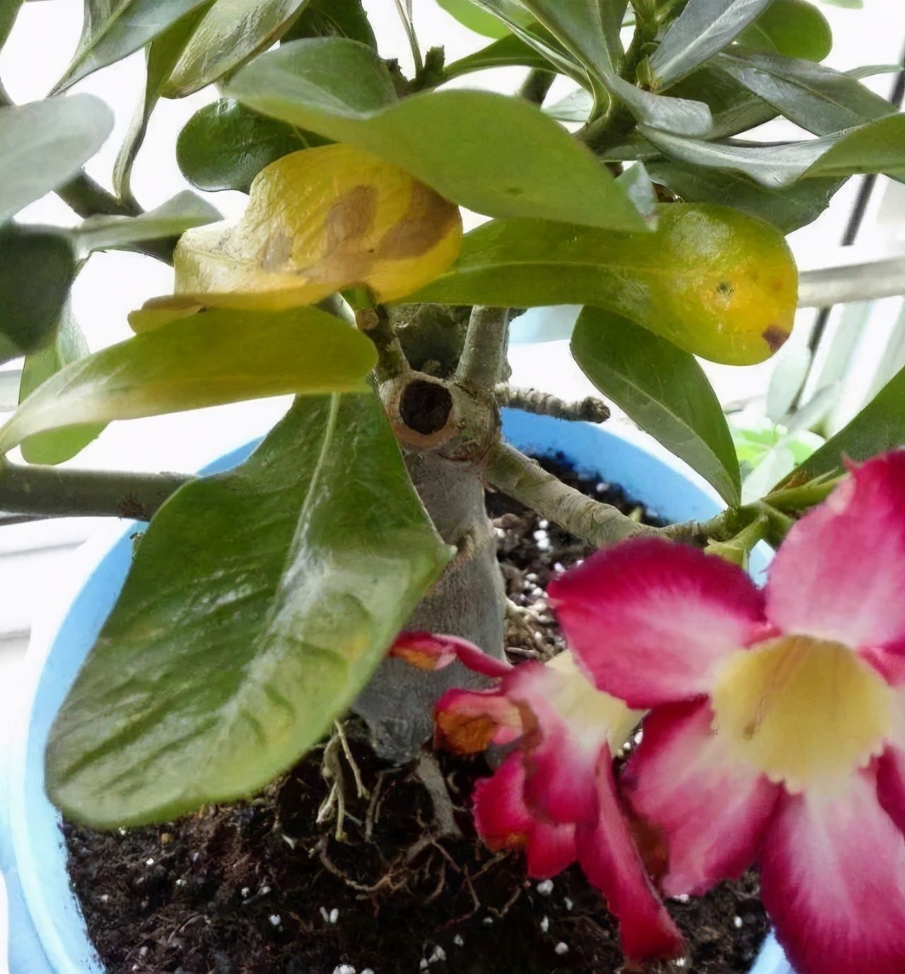 竹芋|11月，千万别买这种花，养不活惹一肚子气