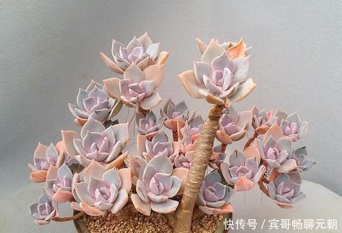 6种漂亮多肉，越老越美丽，长成小老桩，人人见了都赞叹不已！