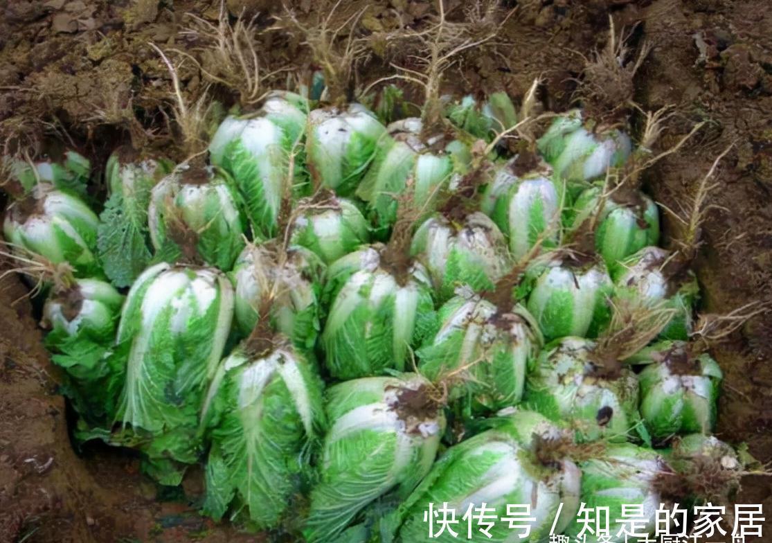 保存白菜其实很简单,教您2招,放半年照样新鲜,真的是太实用了