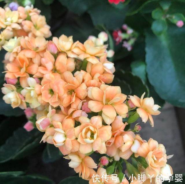 浇水|养长寿花3年,总结出了5个要点,花开不败,满满一大盆,太好看了