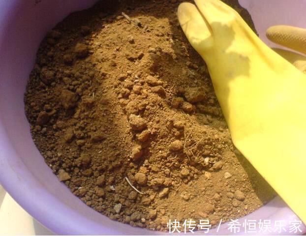 养花用什么土好这样“用土”,土不板结,茁壮生长,开花很旺
