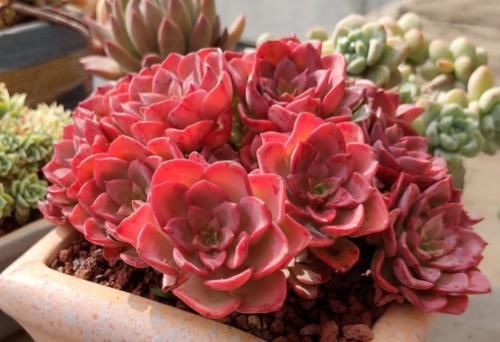 多肉高贵养出状态以后如同气质高雅的贵妇,但养不好就会秒变村姑