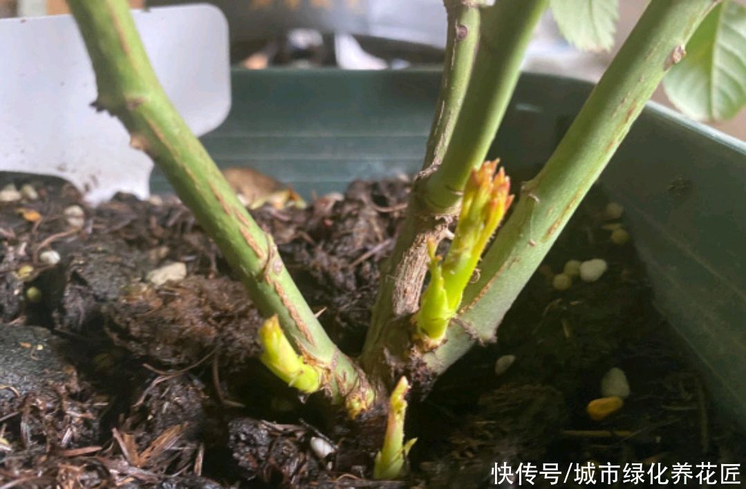 月季花|果汁月季长了3个底芽，月季的顶芽需要抹掉吗？