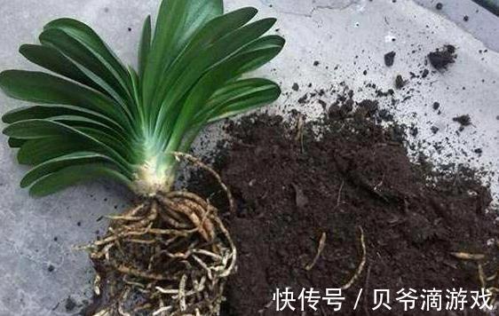 君子兰如何养根,教你4点小技巧,轻松养出粗壮根,真值